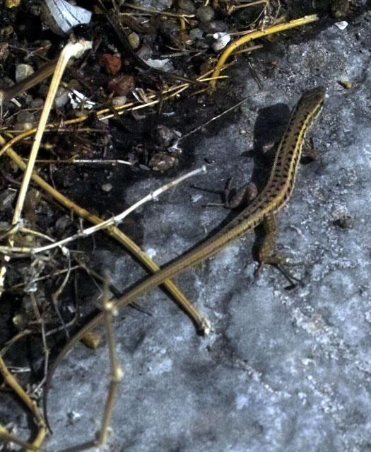 Ophisops elegans (Turchia)